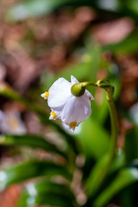 Close-up of white flowering plant