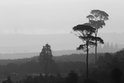 Silhouette trees against sky during foggy weather