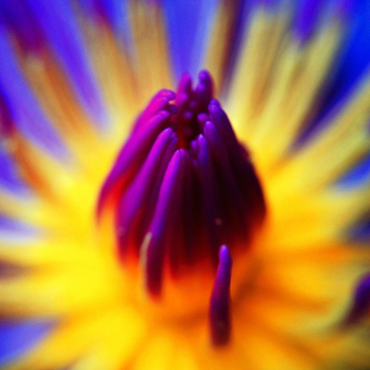 flower, petal, freshness, flower head, purple, fragility, close-up, beauty in nature, selective focus, full frame, yellow, macro, single flower, extreme close-up, pollen, backgrounds, nature, growth, stamen, blooming