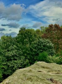 Plants and trees in forest against sky