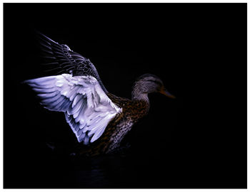 Peacock flying over black background