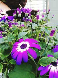 Close-up of purple flowers blooming outdoors