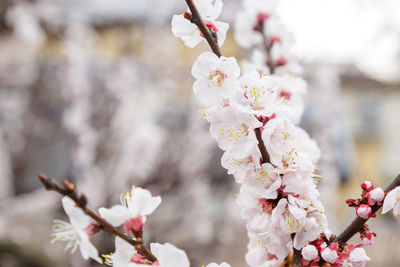 Close-up of cherry blossom