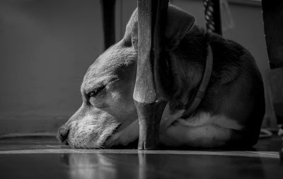 Close-up of dog looking away at home
