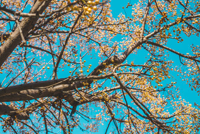 Low angle view of flowering tree against blue sky