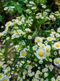 Close-up of white flowering plants