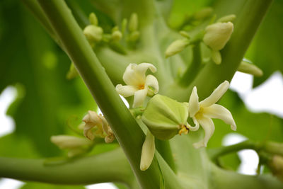 Close-up of white flowering plant