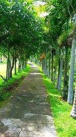 Trees in park