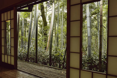 Trees seen through window at home