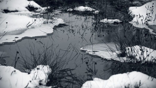 Close-up of birds in lake