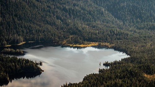 Scenic view of lake in forest