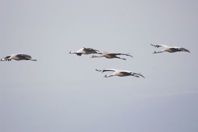 Low angle view of seagulls flying