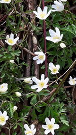 Close-up of white flowers blooming outdoors