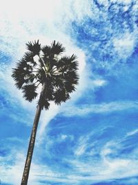 Low angle view of palm trees against cloudy sky