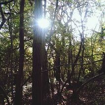 tree, sun, sunbeam, sunlight, growth, lens flare, tranquility, forest, nature, tree trunk, beauty in nature, tranquil scene, branch, woodland, sunny, scenics, low angle view, day, outdoors, no people