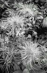 Close-up of dandelion on field