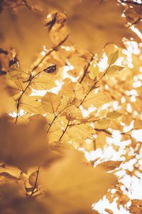 Low angle view of cherry tree during autumn