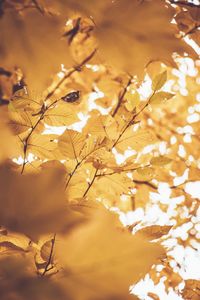 Low angle view of cherry tree during autumn