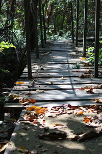 Leaves in sunlight falling on footpath