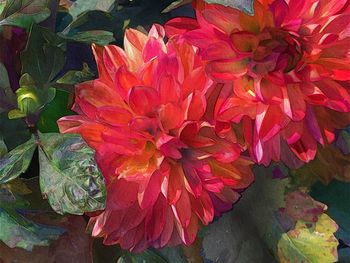 Close-up of flowers blooming outdoors