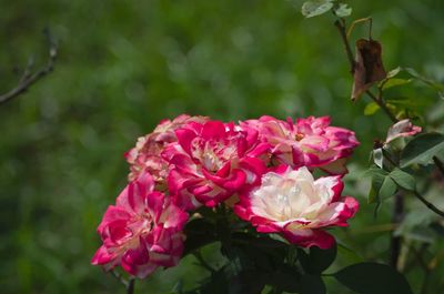 Close-up of pink roses