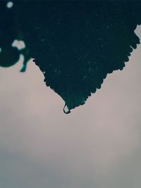 Close-up of leaves against sky