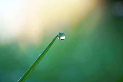 Drop on the green grass in rainy days in spring season