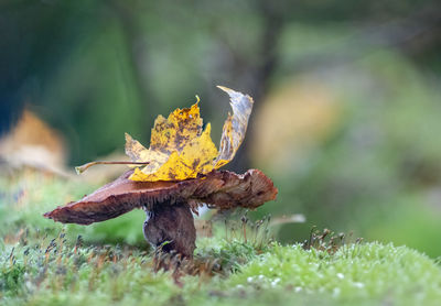Butterfly on plant
