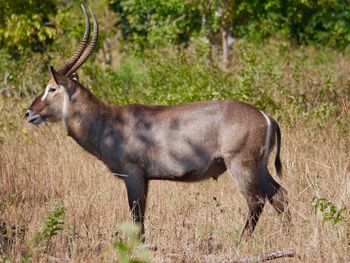 Side view of deer standing on field