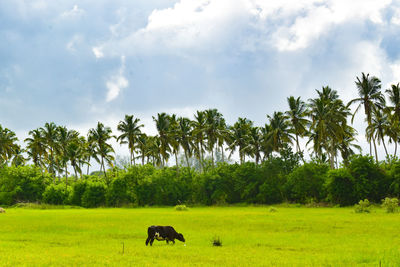 Buffalo in a field