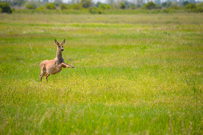 Deer standing on field