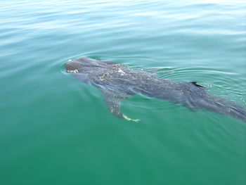 High angle view of turtle in sea