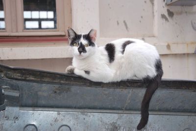Portrait of white cat on wall