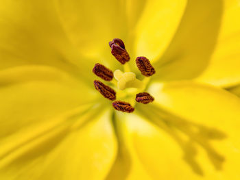 Close-up of yellow flower