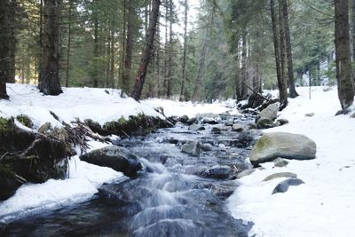 Scenic view of river stream in forest during winter