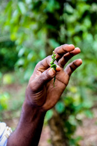 Close-up of hand holding leaf