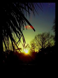 Silhouette of trees at sunset