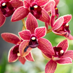 Close-up of pink orchids