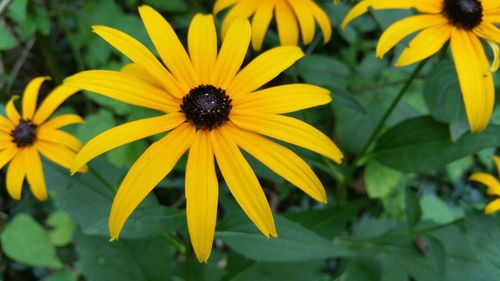 Close-up of black-eyed yellow flowers blooming outdoors