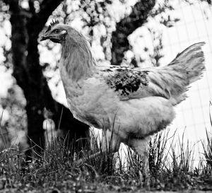 Close-up of bird on grass