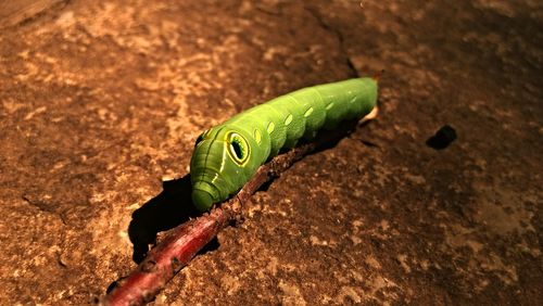 High angle view of green lizard