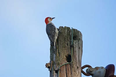 Low angle view of bird perching on wooden post against clear sky