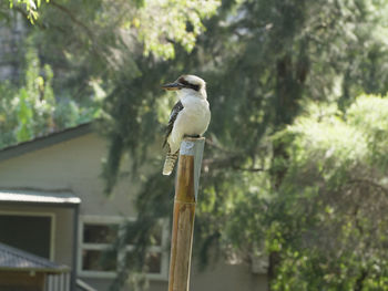 Close-up of bird perching on wooden post