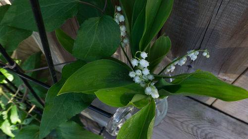 High angle view of flowering plant