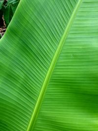 banana leaf