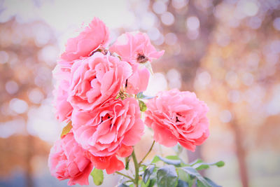 Close-up of pink roses