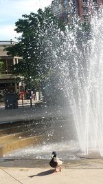 Woman jumping in water