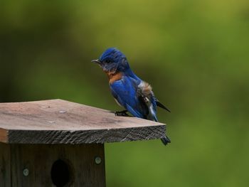 Close-up of bird perching on wood