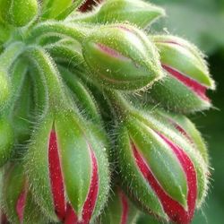 Close-up of leaves