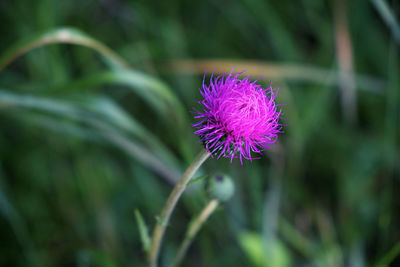 Close-up of purple thistle flower